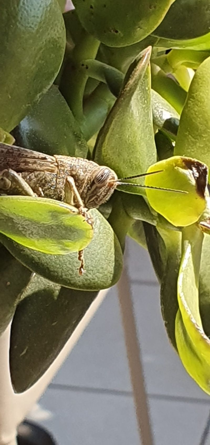 Cavalletta