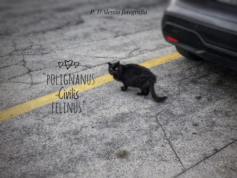 Gatto pugliese